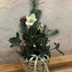 Sammenplantning, jul.jpg